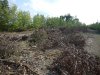 (2014.09.12) Вырубка защитной лесополосы возле хутора Эрастов