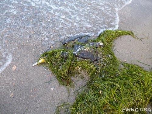 (2014.11.11) Погибшие птицы на острове Тузла