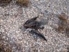 (2014.11.11) Погибшие птицы на острове Тузла