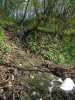 Канализационный "ручей" течет по лесу