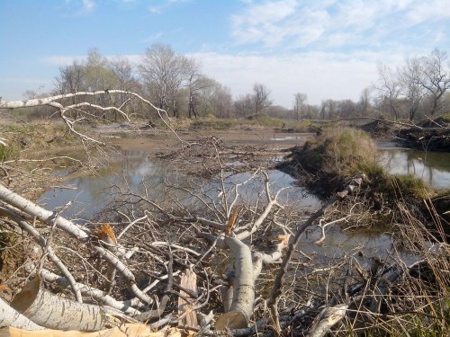 (2015-04-26) Уничтоженный лес в пойме Кубани рядом с Черкесском