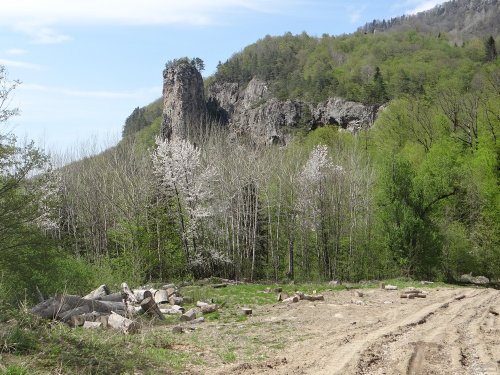 В непосредственной близости от Медовых скал шли интенсивные лесоразработки
