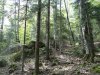 Девственный лес на склонах Медовых скал