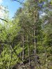 Сосновый лес на гребне Медовых скал