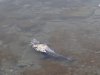 Мертвый дельфин в акватории моря рядом с дачей Ремезкова