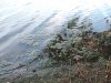 Гниющие отходы покрывают акваторию Затона даже при высоком уровне воды