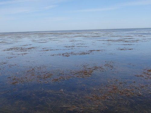 Мелководность и обилие водной растительности в Бойкиевском лимане создают благоприятные условия для птиц