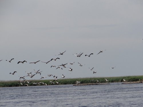 Пеликаны, испуганные приближением людей, временно покидают созданные ими острова