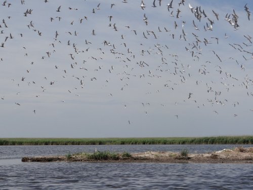 Огромное количество птиц над Бойкиевским лиманом