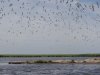 Огромное количество птиц над Бойкиевским лиманом