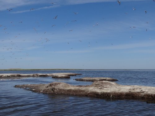 Созданные птицами острова в южной части Бойкиевского лимана