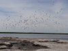 Созданные птицами для гнездовий острова в южной части Бойкиевского лимана