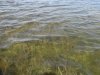 Вода в Бойкиевском лимане намного чище, чем в соседних с ним водоемах