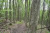Вид лесного массива до рубки (гора Гребень, тропинка в сад «На скалу»)