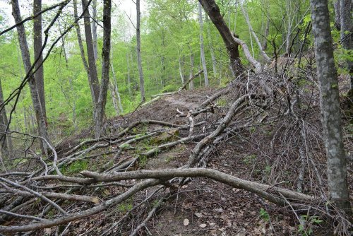Вид лесного массива после рубки (гора Гребень, тропинка в сад «На скалу»)