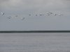 (2015-06-20) Лебеди над Бойкиевским лиманом