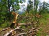 Вырубка леса на хребте Ильская стрелка