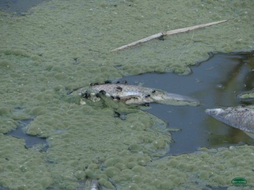 Разлагающиеся мертвые рыбы в Карасунских озерах покрыты мухами