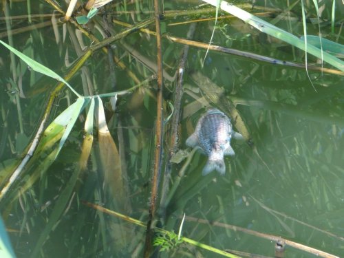 Мертвая рыба в Карасунском озере