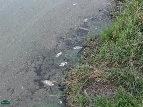 Мертвая рыба в озере возле улицы Октябрьская 