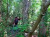 Реликтовый сосновый лес в Архипо-Осиповском бору сосны крымской