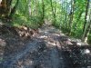 Зияющая рана дороги прорезала заповедный лес урочища "Обер-Хутор"