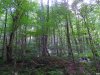 Девственный лес урочища "Обер-Хутор"