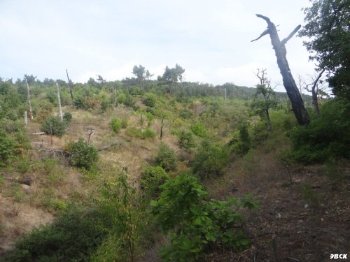 Общественная инспекция лесного массива между селами Джанхот и Прасковеевка