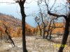Последствия лесного пожара возле Джанхота