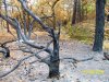 Последствия лесного пожара возле Джанхота