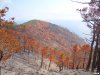 Выжженный лес на черноморском побережье 