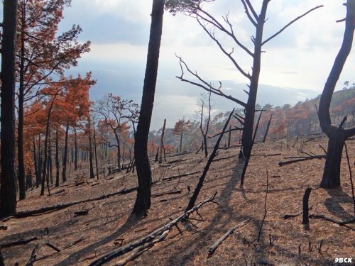 Выжженный лес на черноморском побережье