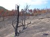Выжженный лес на черноморском побережье
