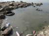 Берег Кубани рядом со сливом канализации
