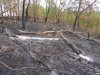 Сгоревшая лесополоса возле Бейсугского водохранилища