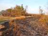 Сгоревшая лесополоса недалеко от станицы Тамань