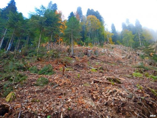 Массовое уничтожение лесов под строительство горнолыжного комплекса "Розы Хутор" на южном склоне хребта Аибга