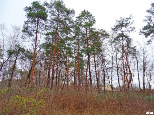 Прекрасный сосновый лес в парке 30-летия Победы под угрозой уничтожения в целях строительства "гостиниц" 