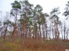 Прекрасный сосновый лес в парке 30-летия Победы под угрозой уничтожения в целях строительства "гостиниц" 