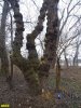 Пойменный лес на Горской косе в Краснодаре