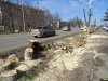Краснодар. На Ростовском шоссе снова рубят деревья возле жилых домов