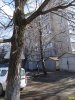 Краснодар, Ростовское шоссе. Это дерево возле дома №12/1 тоже приговорено к уничтожению