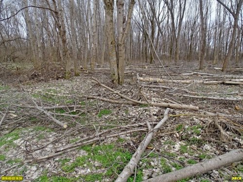 Лесопарк "Красный Кут": под видом "санитарных рубок" вырубаются совершенно здоровые молодые деревья