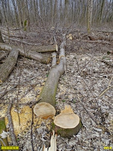 Лесопарк "Красный Кут": под видом "санитарных рубок" вырубаются совершенно здоровые молодые деревья