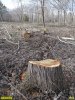Краснодар, лесопарк "Красный Кут": на месте леса - пни убитых деревьев