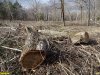 "Санитарные рубки" опустошили обширную территорию лесопарка "Красный Кут"