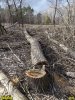 Краснодар, лесопарк "Красный Кут": "санитарные рубки" опустошили обширную территорию