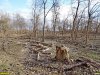 Краснодар, лесопарк "Красный Кут": в результате "санитарных рубок" образовались пустоши на месте леса