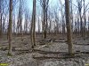 Краснодар, лесопарк "Красный Кут": так называемые "санитарные рубки"