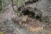 Дерево, погубленное в результате строительства дороги на Энгельманову поляну